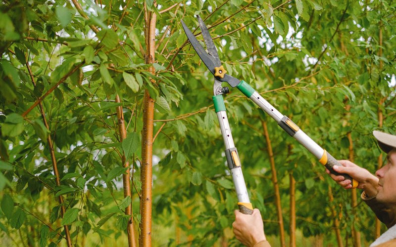 Tree trimming in Iowa Falls, IA